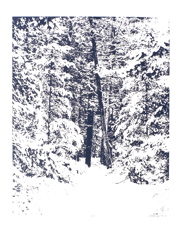 78_07.Winter Woods